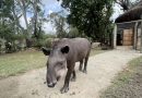 Anta chega ao BioParque do Rio e público pode escolher seu nome