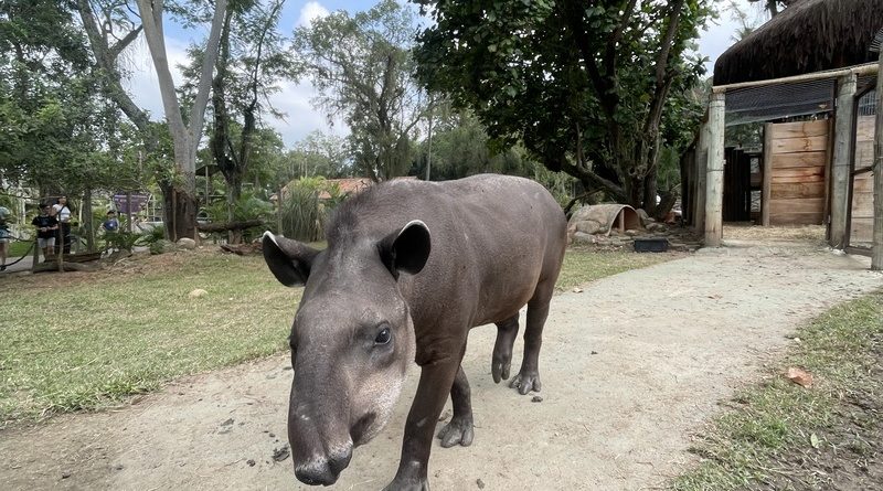 Anta chega ao BioParque do Rio e público pode escolher seu nome