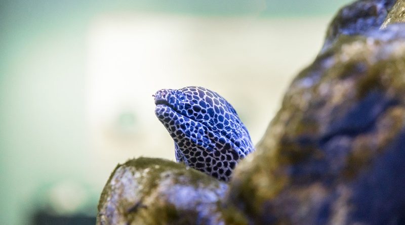 Férias no AquaRio reúnem diversão, aprendizado e descobertas sobre a vida marinha