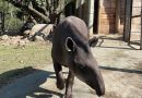 A anta já tem nome: público escolhe novo morador do BioParque do Rio