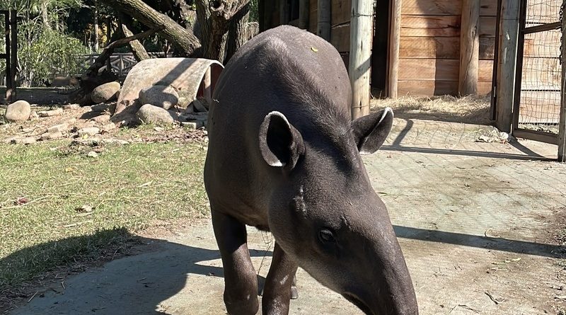 A anta já tem nome: público escolhe novo morador do BioParque do Rio