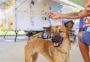 Rio das Ostras: Parque Zabulão recebe Bem-Estar Animal nesta terça-feira