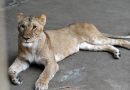 Três leoas morrem em zoológico do Japão por suspeita de insolação