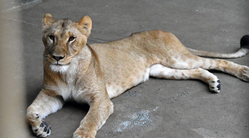 Três leoas morrem em zoológico do Japão por suspeita de insolação