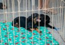 Itaboraí abre novo agendamento para castração gratuita de cães e gatos