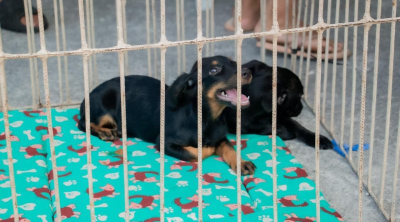 Itaboraí abre novo agendamento para castração gratuita de cães e gatos