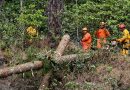 Prefeitura de Angra realiza corte emergencial de árvores às margens da Rio-Santos