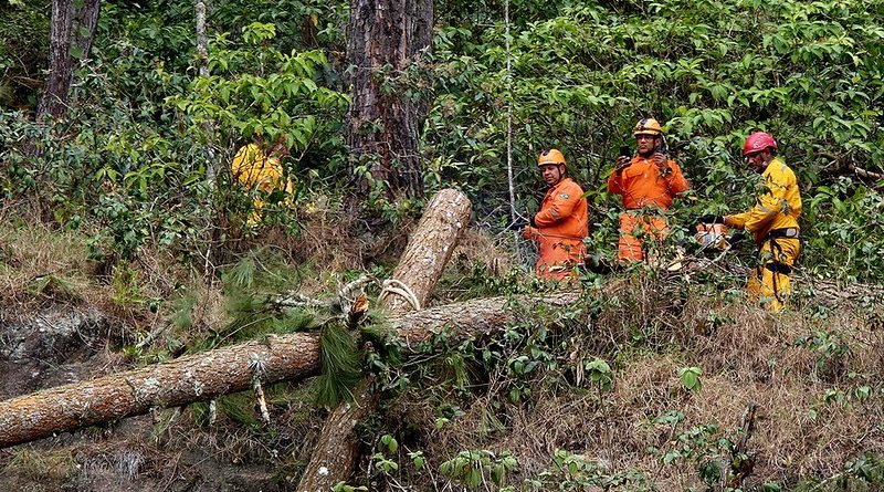 Prefeitura de Angra realiza corte emergencial de árvores às margens da Rio-Santos