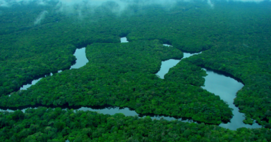 Brasil tem redução dos alertas de desmatamento na Amazônia e no Cerrado