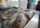 Semana do Pescado 2026 prevê ações para incentivar o consumo de peixe