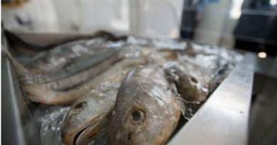 Semana do Pescado 2026 prevê ações para incentivar o consumo de peixe