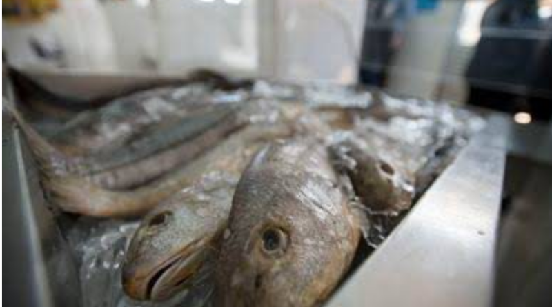 Semana do Pescado 2026 prevê ações para incentivar o consumo de peixe