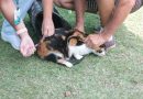Prefeitura de Saquarema inicia campanha de vacinação antirrábica para cães e gatos no dia 18 de agosto