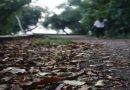 Estado do Rio de Janeiro registra 28 mil casos de acidentes com animais potencialmente transmissores de raiva entre janeiro e julho