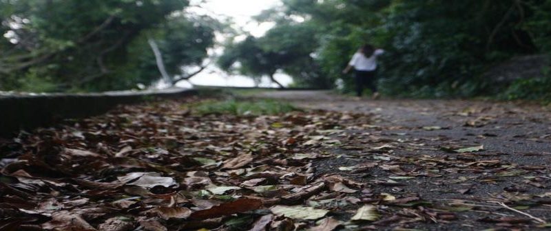 Estado do Rio de Janeiro registra 28 mil casos de acidentes com animais potencialmente transmissores de raiva entre janeiro e julho