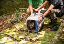 ICMBio e Secretaria de Meio Ambiente e Clima soltam cachorro-do-mato e macaco-prego no Parque Nacional da Tijuca
