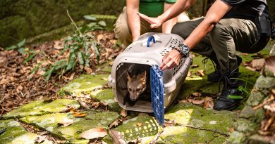 ICMBio e Secretaria de Meio Ambiente e Clima soltam cachorro-do-mato e macaco-prego no Parque Nacional da Tijuca