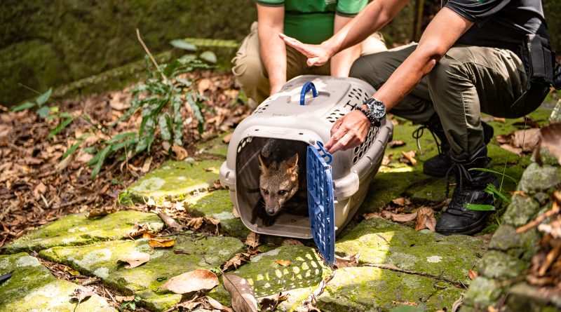 ICMBio e Secretaria de Meio Ambiente e Clima soltam cachorro-do-mato e macaco-prego no Parque Nacional da Tijuca