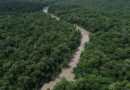 Amazônia tem menor área sob alerta de desmatamento da série histórica; Cerrado, a menor em cinco anos