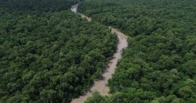 Amazônia tem menor área sob alerta de desmatamento da série histórica; Cerrado, a menor em cinco anos