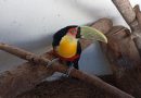 São Gonçalo: ASAS alcança nova marca: mil animais silvestres atendidos neste ano&nbsp;