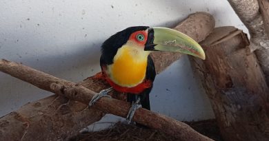São Gonçalo: ASAS alcança nova marca: mil animais silvestres atendidos neste ano&nbsp;