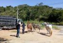Rio das Ostras reforça serviço de recolhimento de animais de grande porte nas rodovias