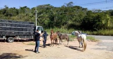 Rio das Ostras reforça serviço de recolhimento de animais de grande porte nas rodovias