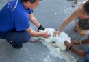 São Gonçalo vacina cães e gatos contra raiva neste sábado