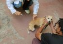 Campanha de vacinação antirrábica imunizou 467 animais em Itatiaia