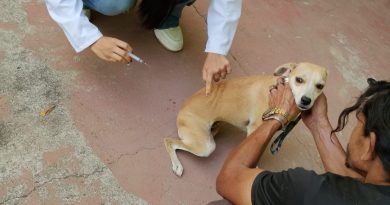 Campanha de vacinação antirrábica imunizou 467 animais em Itatiaia