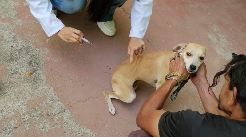 Campanha de vacinação antirrábica imunizou 467 animais em Itatiaia
