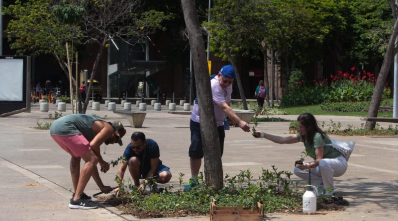 Praça Mauá tem paisagismo revitalizado com 1,2 mil mudas