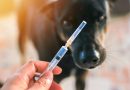 Nova Friburgo inicia campanha de vacinação antirrábica para cães e gatos