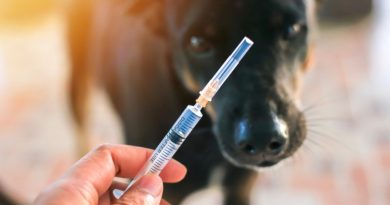 Nova Friburgo inicia campanha de vacinação antirrábica para cães e gatos