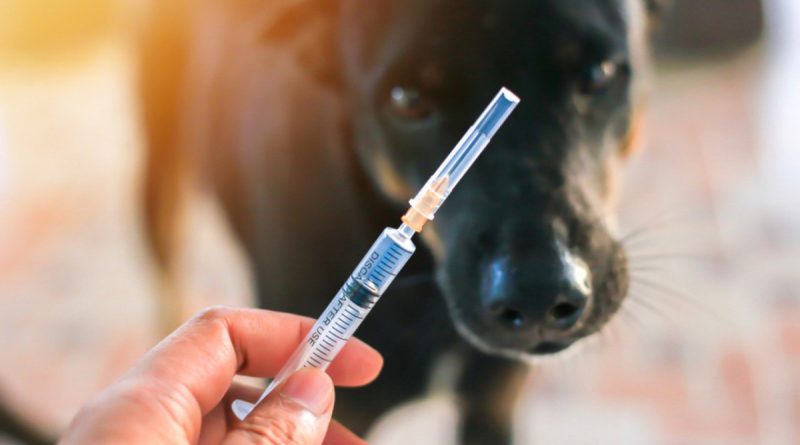 Nova Friburgo inicia campanha de vacinação antirrábica para cães e gatos