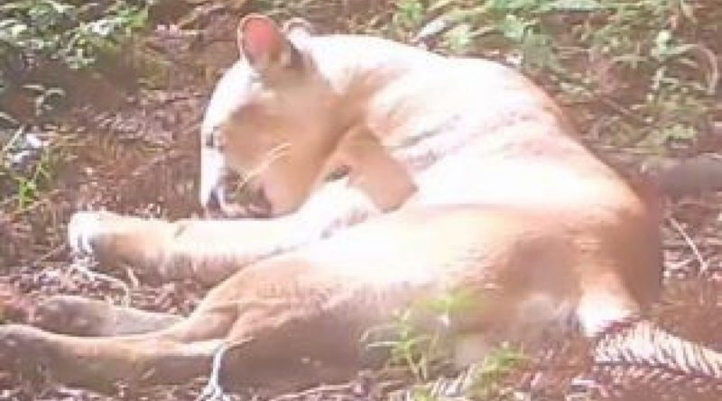 Onça-parda é vista aproveitando sol em parque de Nova Friburgo