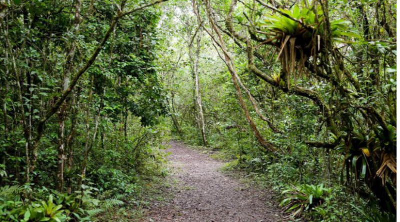 Mata Atlântica: Patrimônio Mundial reúne florestas, cavernas e ilhas entre São Paulo e Paraná