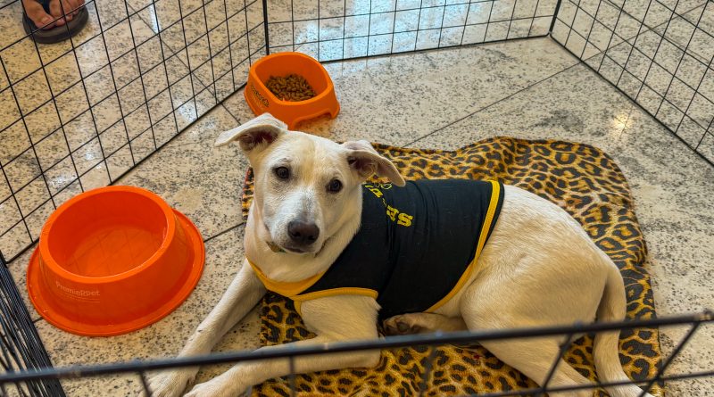 Nova Iguaçu promove campanha de adoção de pets neste domingo