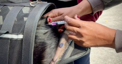 Vacinação antirrábica: mais de 22 mil animais estão imunizados, em Petrópolis