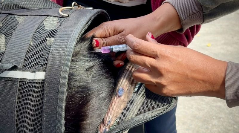 Vacinação antirrábica: mais de 22 mil animais estão imunizados, em Petrópolis