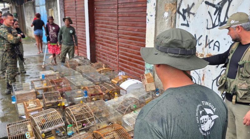 Equipes da Prefeitura de Nova Iguaçu apreendem 47 aves silvestres mantidas irregularmente em casa em Vila de Cava