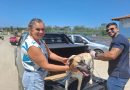 Búzios vacina 3.572 cães e gatos contra a raiva