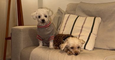 Aprovado pela ALERJ, selo ‘Condomínio Amigo dos Animais’ vai ampliar formas de proteção aos pets e moradores