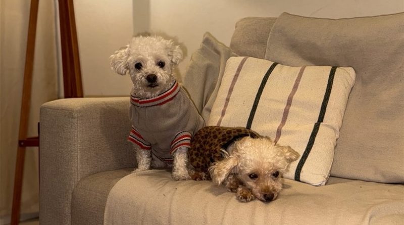 Aprovado pela ALERJ, selo ‘Condomínio Amigo dos Animais’ vai ampliar formas de proteção aos pets e moradores