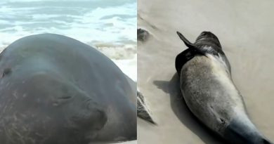 Elefante-marinho faz ‘tour’ pelo Rio e para em Copacabana