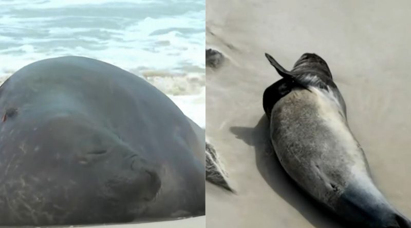 Elefante-marinho faz ‘tour’ pelo Rio e para em Copacabana