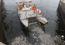 Número de peixes retirados da Baía de Guanabara sobe para 5 toneladas