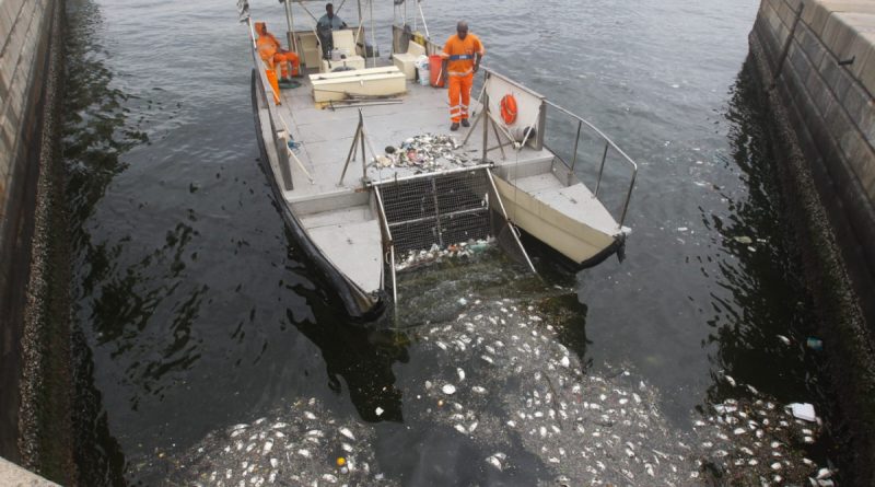 Número de peixes retirados da Baía de Guanabara sobe para 5 toneladas
