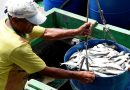 Angra mantém protagonismo na pesca da sardinha